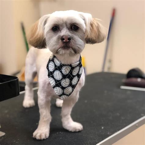 Puppy love grooming - Puppy Love Pet Grooming is located at 615 Foote Ave in Jamestown, New York 14701. Puppy Love Pet Grooming can be contacted via phone at (716) 488-0168 for pricing, hours and directions. 